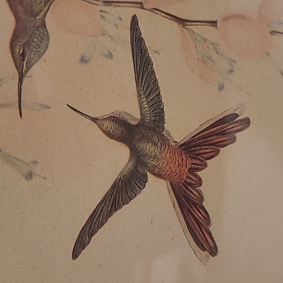 J. Gould and HC Richter Comete Phaon Hummingbirds Lithograph - Picture 5 of 17